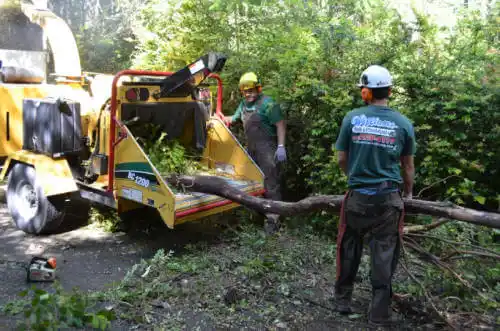 tree services Sierra Madre